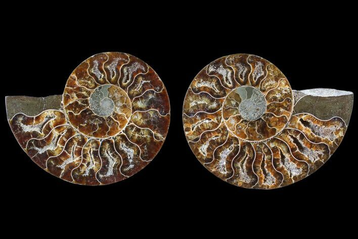 Cut & Polished Ammonite Fossil - Agatized #82272